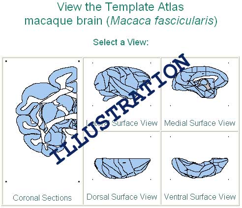 search brain atlas picture