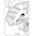 Atlas of the Macaque Brain